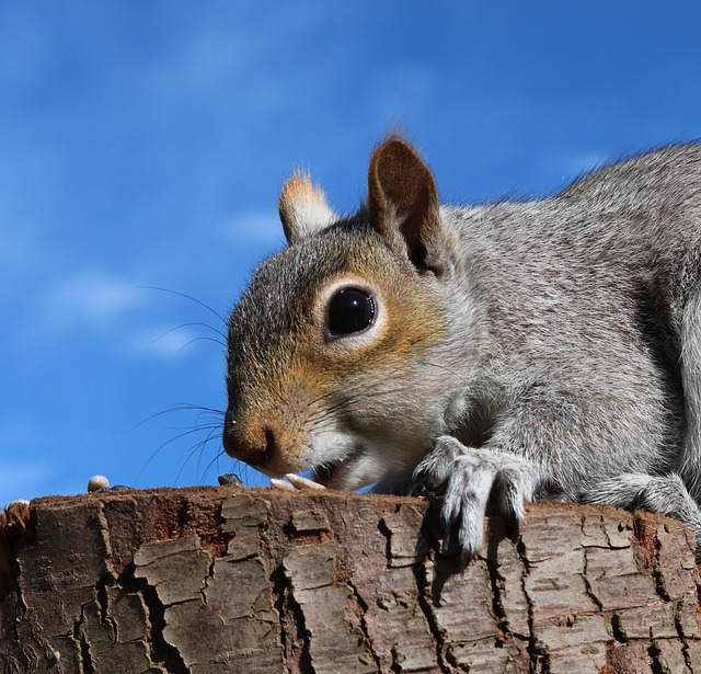 Dome-covered feeder deterring grey squirrel