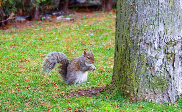 Dome-covered feeder deterring grey squirrel