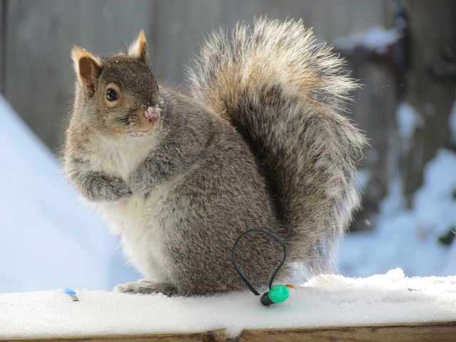 dome-covered-feeder-deterring-grey-squir-640x480-69542991.jpeg