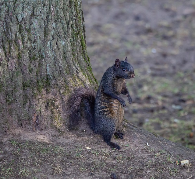 Dome-covered feeder deterring grey squirrel