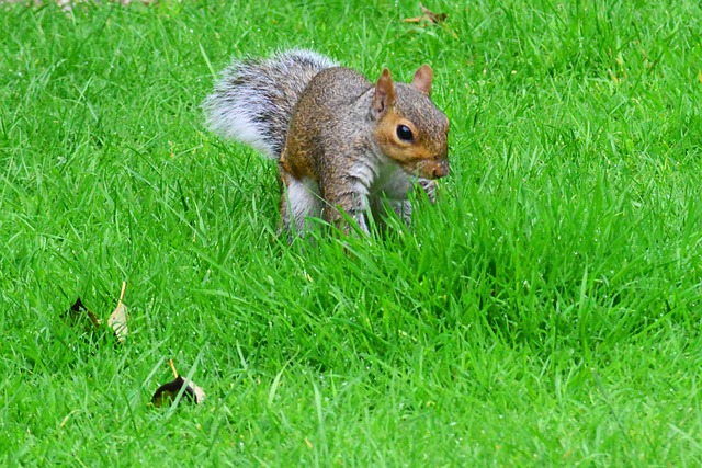 Dome-covered feeder deterring grey squirrel