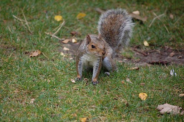 Liverpool’s Gardeners: Save Money with Top Squirrel Proof Bird Feeders