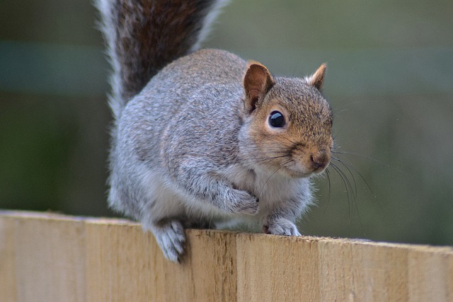 dome-covered-feeder-deterring-grey-squir-640x480-7493953.jpeg