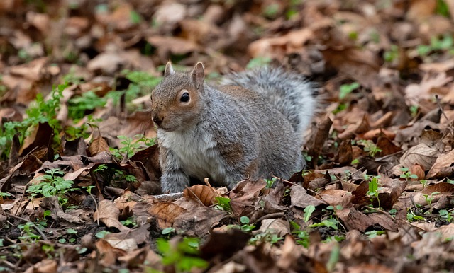 Dome-covered feeder deterring grey squirrel