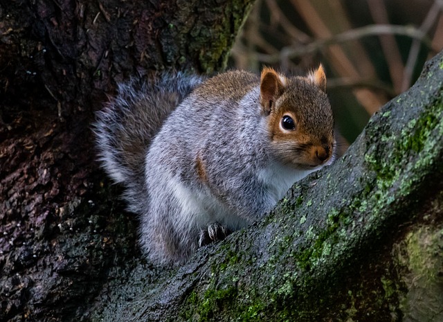 Dome-covered feeder deterring grey squirrel
