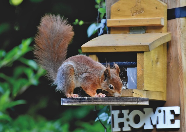 Dome-covered feeder deterring grey squirrel