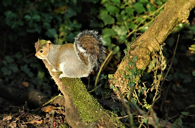 Dome-covered feeder deterring grey squirrel