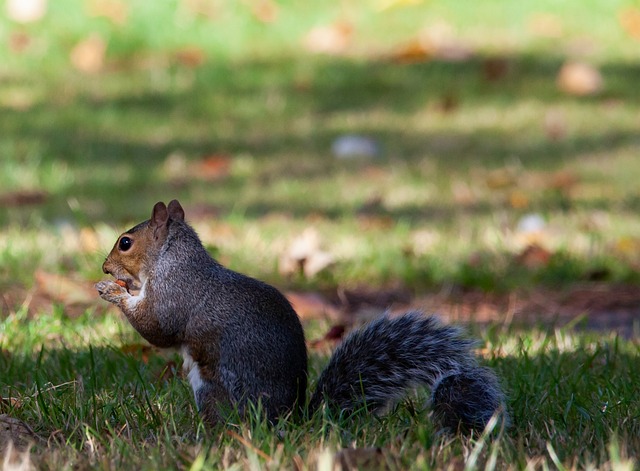 Dome-covered feeder deterring grey squirrel