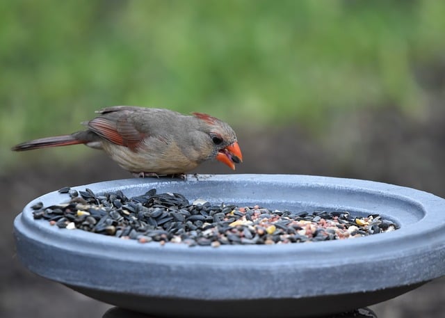 garden-birds-at-squirrel-resistant-seed-640x480-21526767.jpeg
