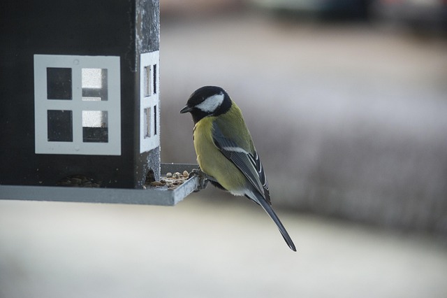 Garden birds at squirrel-resistant seed tube