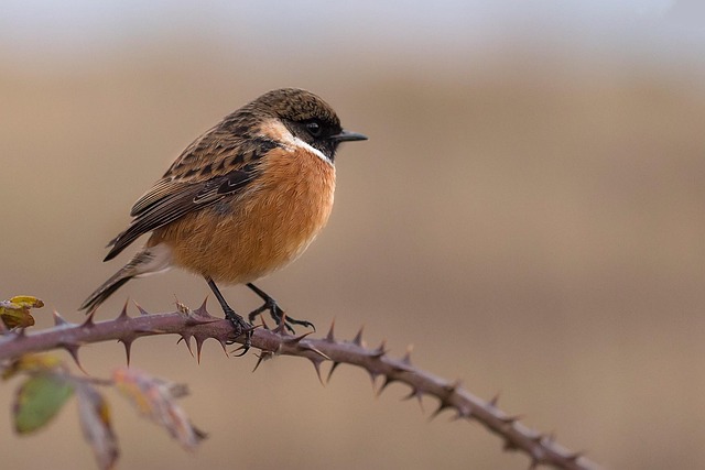 Garden birds at squirrel-resistant seed tube