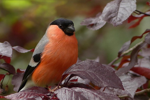Garden birds at squirrel-resistant seed tube