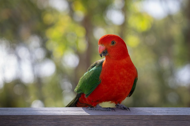 garden-birds-at-squirrel-resistant-seed-640x480-35250161.jpeg