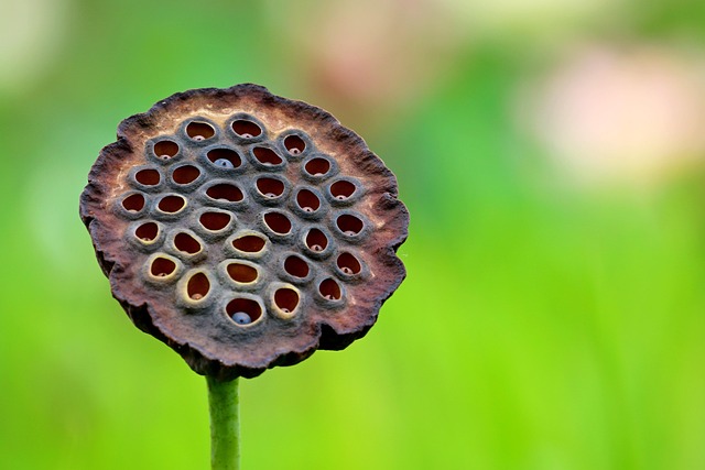 Garden birds at squirrel-resistant seed tube