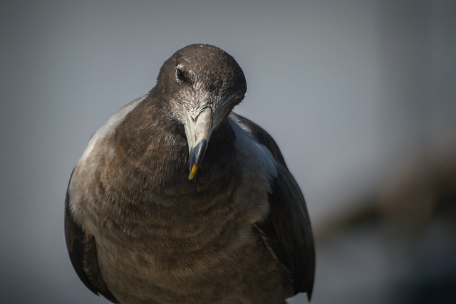 Garden birds at squirrel-resistant seed tube