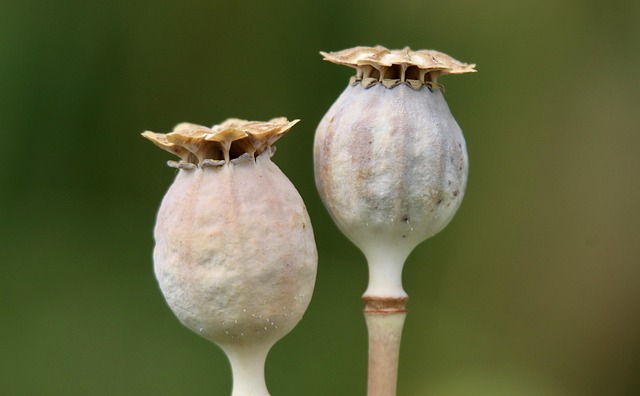garden-birds-at-squirrel-resistant-seed-640x480-90284808.jpeg