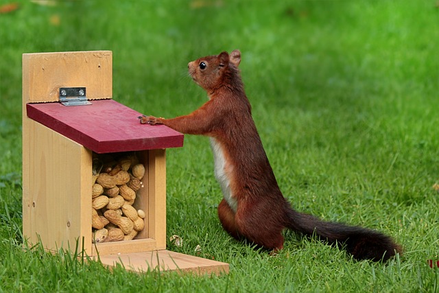 hanging-squirrel-proof-peanut-feeder-out-640x480-14606319.jpeg
