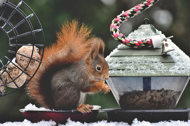 Hanging squirrel-proof peanut feeder outdoors