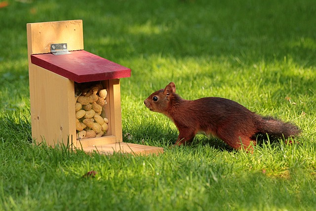 Hanging squirrel-proof peanut feeder outdoors