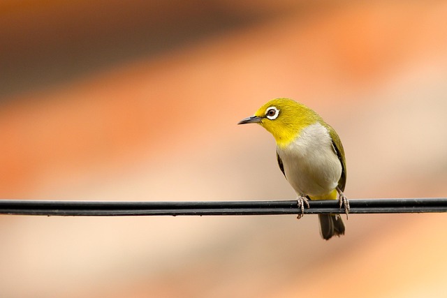 metal-mesh-bird-feeder-with-small-birds-640x480-13509954.jpeg