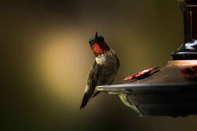 metal-mesh-bird-feeder-with-small-birds-640x480-21660524.jpeg