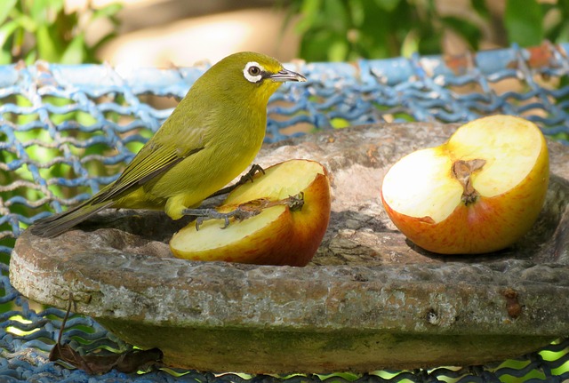 metal-mesh-bird-feeder-with-small-birds-640x480-36517033.jpeg