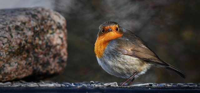 metal-mesh-bird-feeder-with-small-birds-640x480-62066350.jpeg