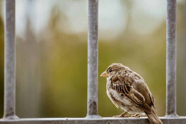 Metal mesh bird feeder with small birds