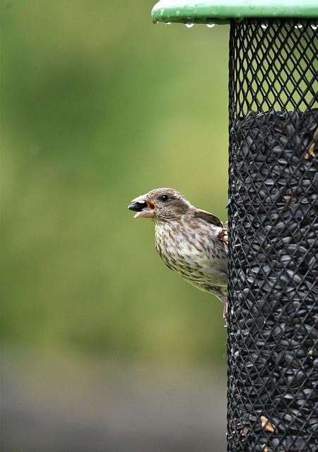 Metal mesh bird feeder with small birds