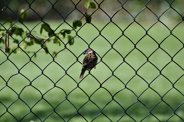 Metal mesh bird feeder with small birds