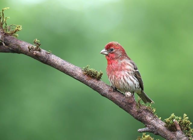 Feeding UK Wild Birds: Top Nutritious Food Options
