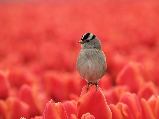 Suet and Seeds: Attracting Diverse Birds with Winter Fuel