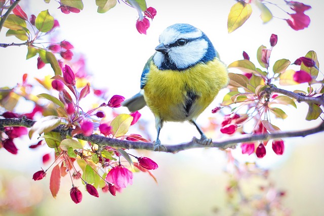 Unleash Finch Joy: Budget-Friendly Best Seeds Unveiled