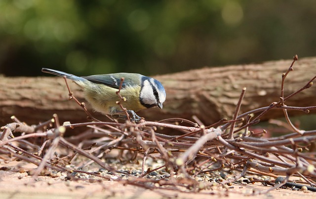 Feeding Wild Birds UK: Suet Pellets and a Balanced Diet