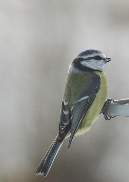 Winter Bird Care: Feeding Tips & Station Setup Guide