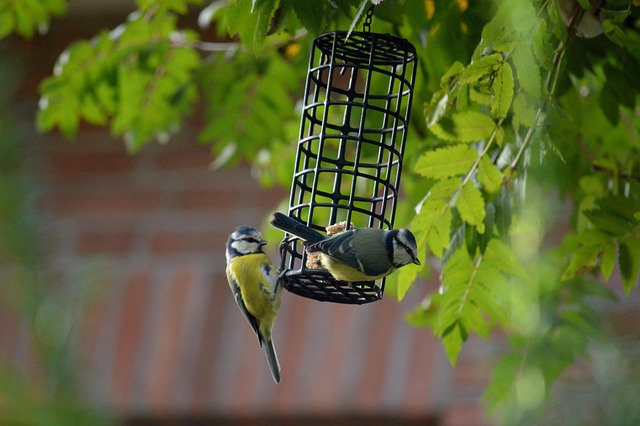 Safely Feed Birds: Diet, Food, Station Setup Guide