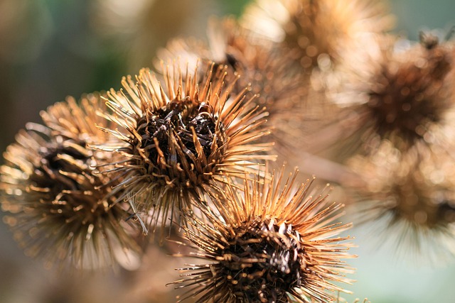 Unleash Garden Beauty: Best Types of Bird Seed Options