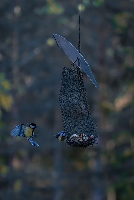 Uncover London’s Top Bird Food Stockists Near You