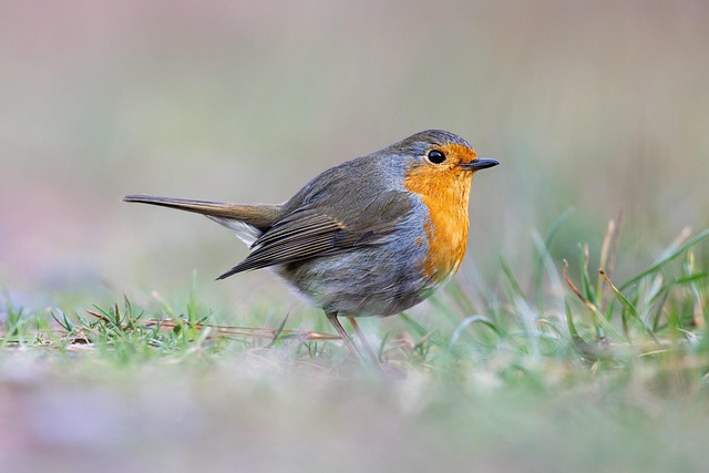 Genetics, Environment, Humans: Robin Lifespan Factors Revealed