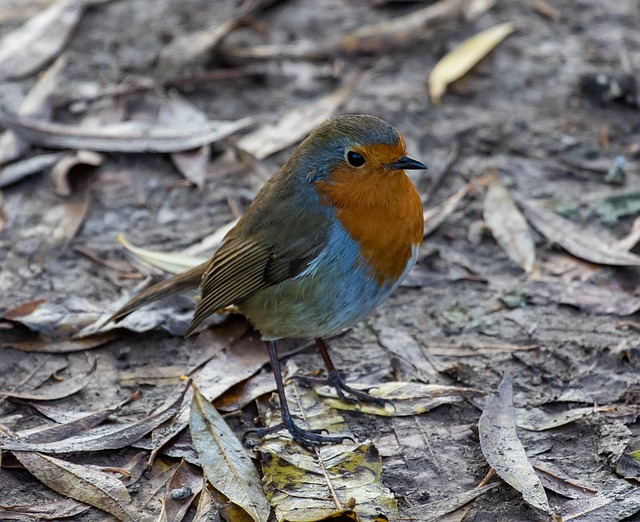Unlocking Robin Longevity: Life Expectancy and Support Strategies