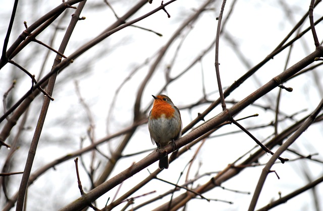 Environmental, Predation, Urbanization Impact Robin’s Short Life