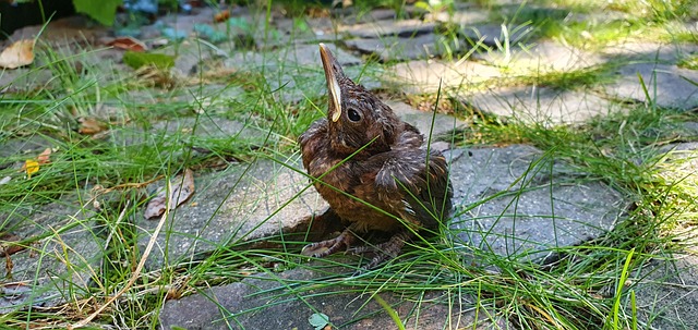 Seasonal Nesting Cycles: When Do UK Birds Stop?