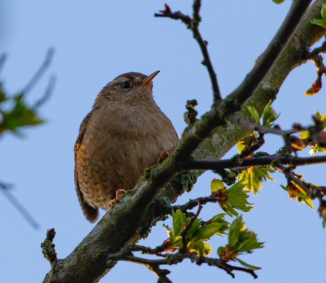 Attract and Nourish Common Garden Birds: Expert Tips