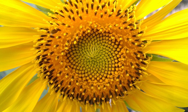 Best Sunflower Hearts for Birds: UK Top Picks to Buy and Prepare