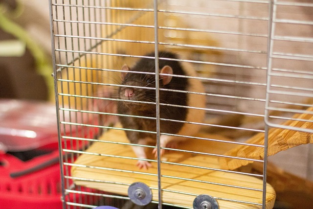 Durable Caged Feeder: Efficient Mealworm Solution for Pet Birds