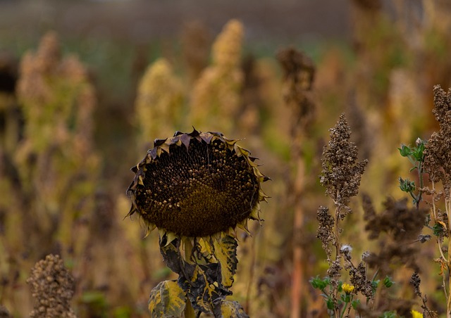 Sunflower Hearts: Nutritious Treats Attracting Garden Birds Easily