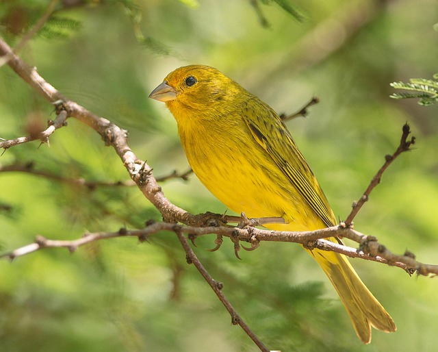 Buy Bulk Sunflower Hearts for Birds: UK Top Retailers Guide