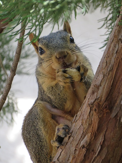 Guide to Buying Bird Peanuts Online: Choose Wisely