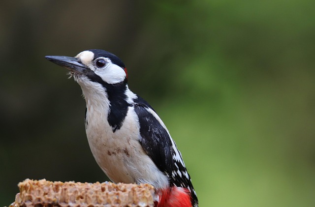 No-Mess Bird Food Mix: Attract Diverse Feathers Seasonally