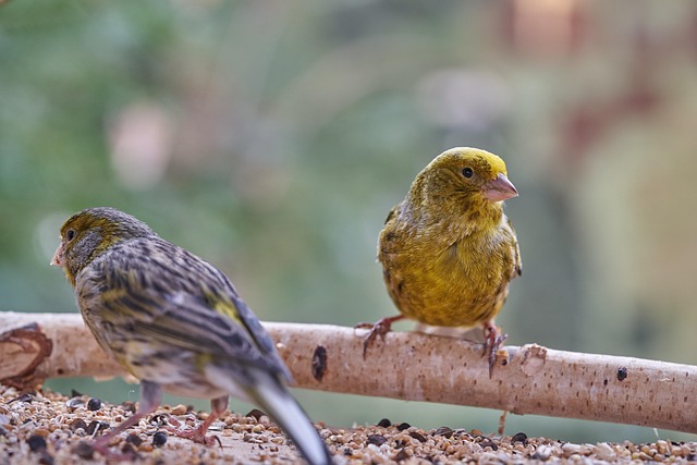 Pigeon Proof Bird Feeders: Deter Pests Effectively